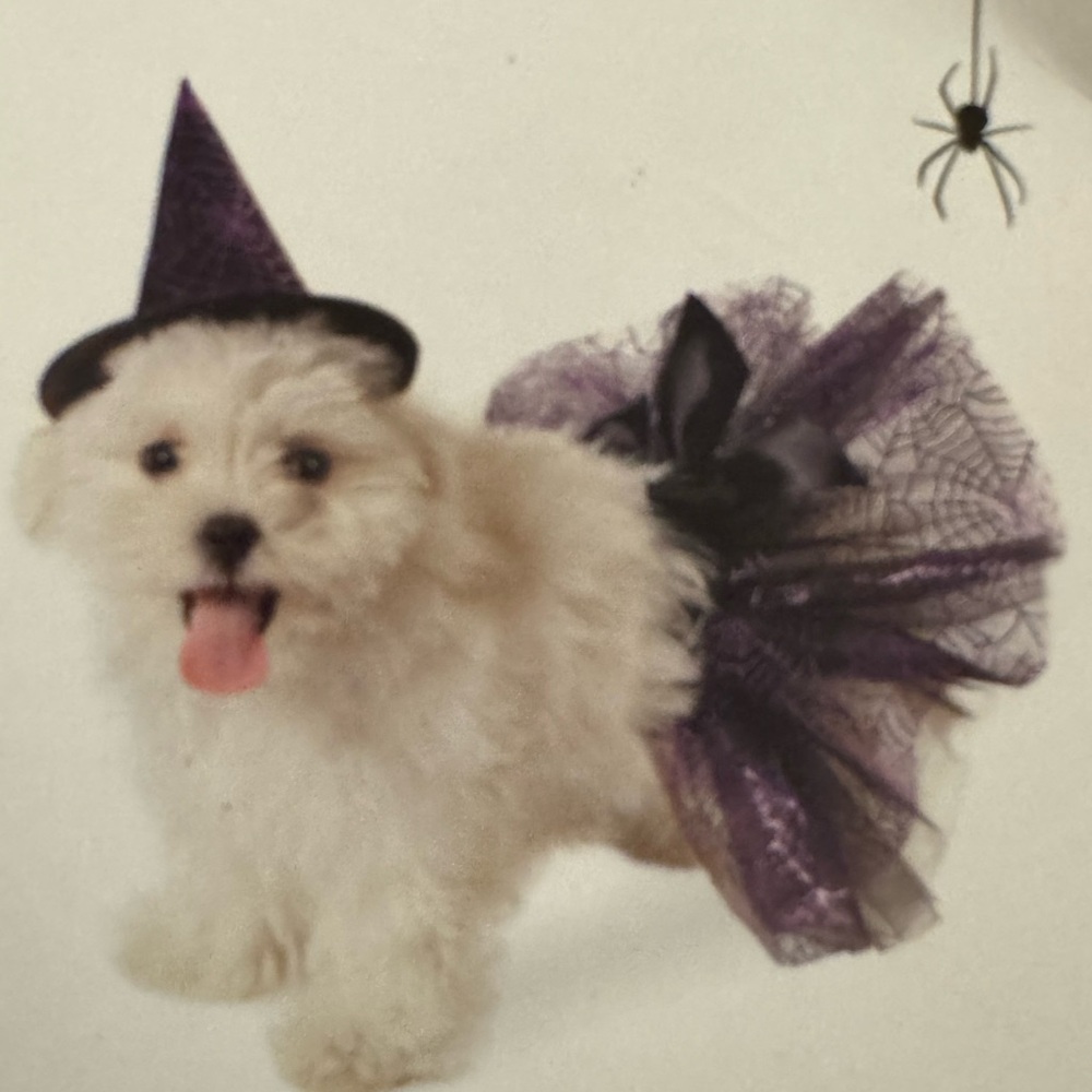 NWT‎ Martha Stewart Company Witch Costume for Dogs Large/ XL. Halloween